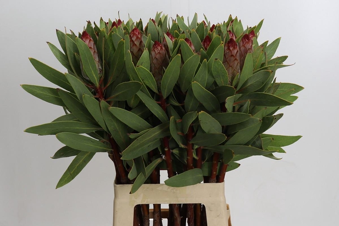 Protea Robijn