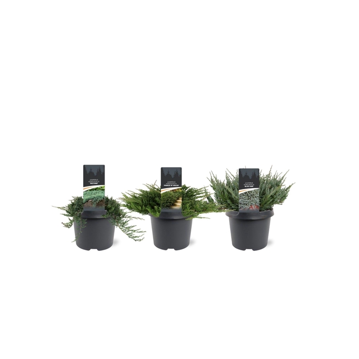 <h4>Juniperus horizontalis mix C3</h4>