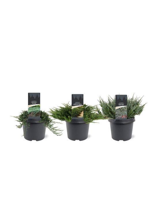 Juniperus horizontalis mix C3