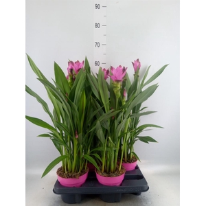 Curcuma alism. 'Siam Splash'
