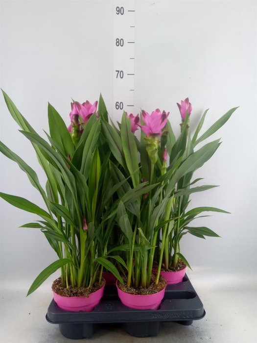 <h4>Curcuma alism. 'Siam Splash'</h4>