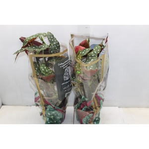 BEGONIA MACULATA P17 PO