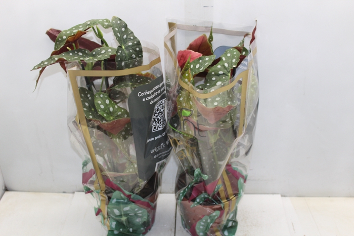 <h4>BEGONIA MACULATA P17 PO</h4>