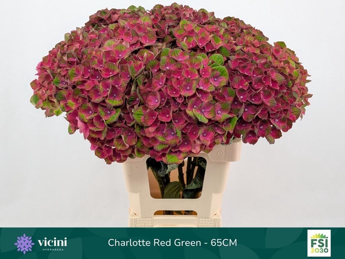 <h4>HYDR M MAG CHARLOTTE</h4>