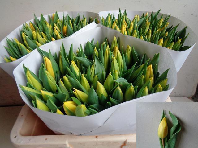 <h4>TU EN STRONG GOLD</h4>