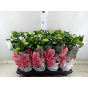 Lilium ori.  'Reeleeze'