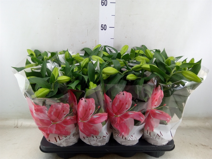 <h4>Lilium ori.  'Reeleeze'</h4>