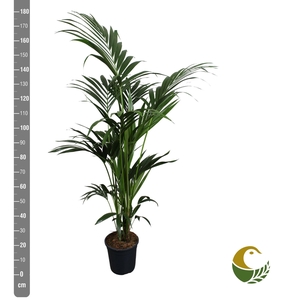 HOWEA FORSTERIANA