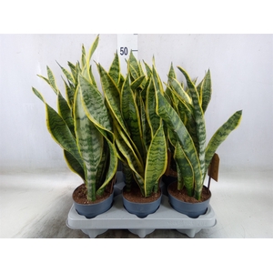Sansevieria trifa. 'Laurentii'