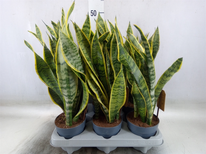 <h4>Sansevieria trifa. 'Laurentii'</h4>