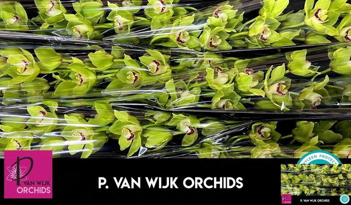 <h4>CYMB T ALI ANDERSON</h4>