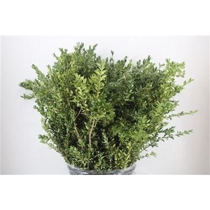 BUXUS SEMP BS