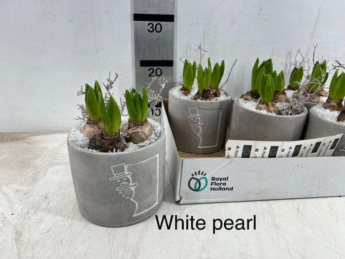 <h4>Arr Hyacinth</h4>