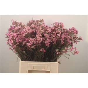 Chamelaucium Adi Pink