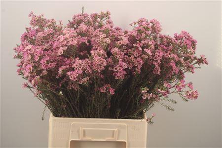 <h4>Chamelaucium Adi Pink</h4>