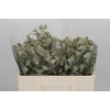 Anigozanthos Cape Gray Moss