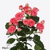 Rosa spray apricio