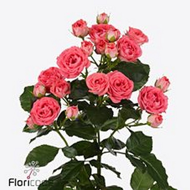 Rosa spray apricio