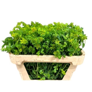 BUPLEURUM GRIFFITHII