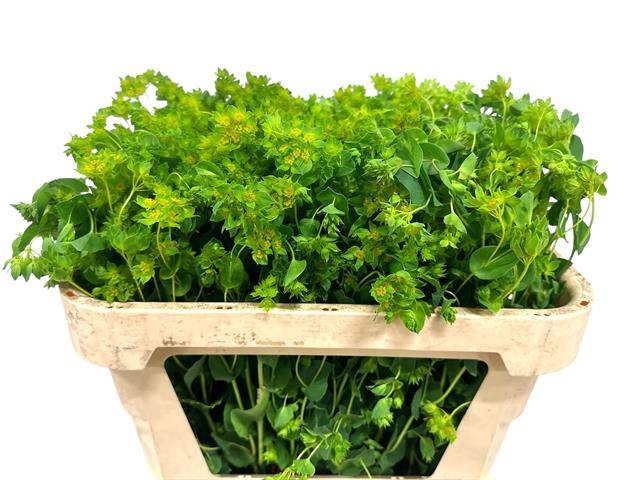 BUPLEURUM GRIFFITHII