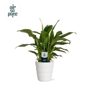 Spathiphyllum Chopin - 9 cm in Laura - ASP