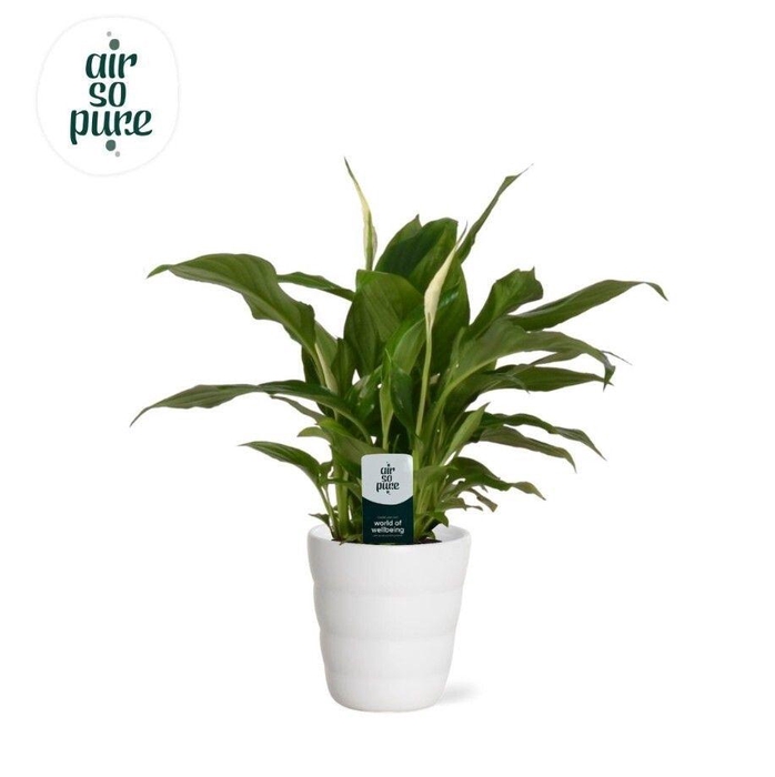 <h4>Spathiphyllum Chopin - 9 cm in Laura - ASP</h4>