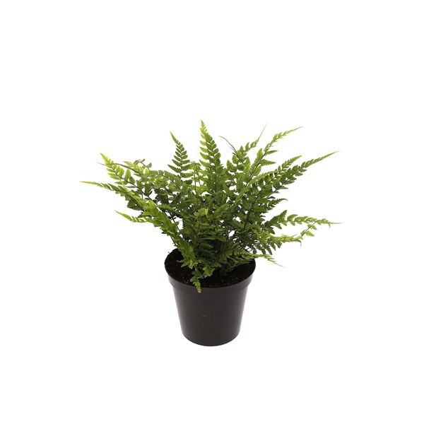 <h4>Polystichum tsus-simense ES11 0,7l</h4>