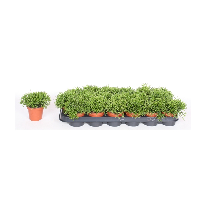 <h4>Hatiora salicornioides 9 cm</h4>