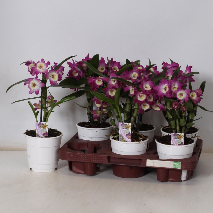 <h4>DEND NOBILE</h4>