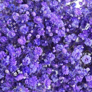 GYPS PA TINTED PURPLE Tessa