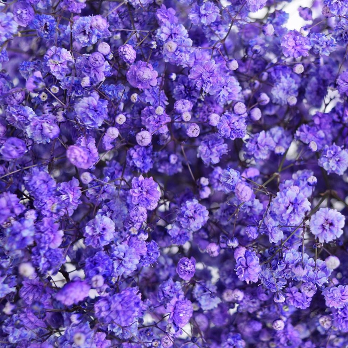 <h4>GYPS PA TINTED PURPLE Tessa</h4>