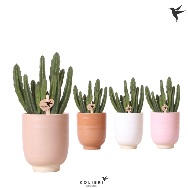 <h4>Kolibri Greens Stapelia Leendertziae in Glazed pot mix</h4>