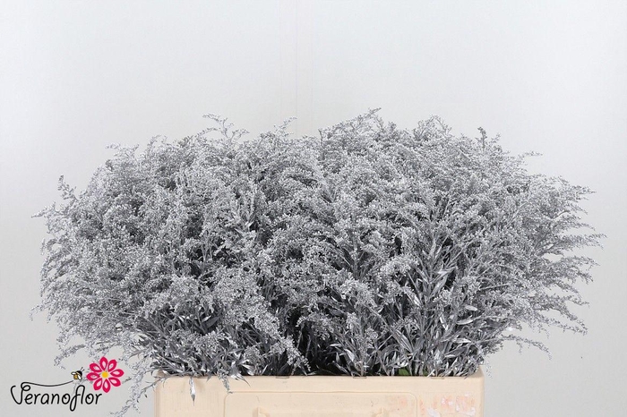 <h4>SOLI OV KLB H%</h4>