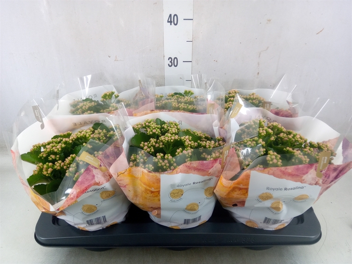 <h4>Kalanchoe blos. 'RosDon Nando'</h4>