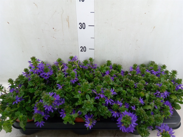 <h4>Scaevola aemula 'Blue Fan'</h4>