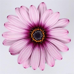 OSTEOSPERMUM ECKLONIS p11 purple reflect
