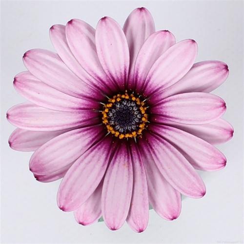<h4>OSTEOSPERMUM ECKLONIS p11 purple reflect</h4>
