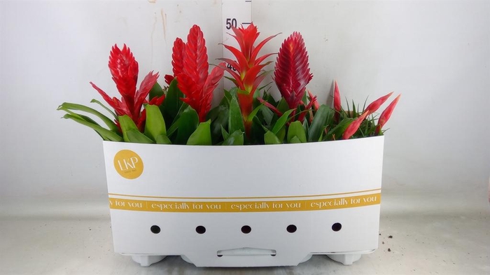 <h4>Bromelia   ...mix</h4>