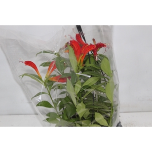 AESCHYNANTHUS SPECIOSUS C21