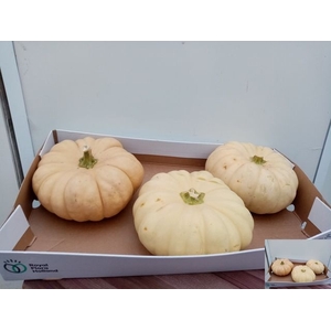 CUCURBITA WHITE X3