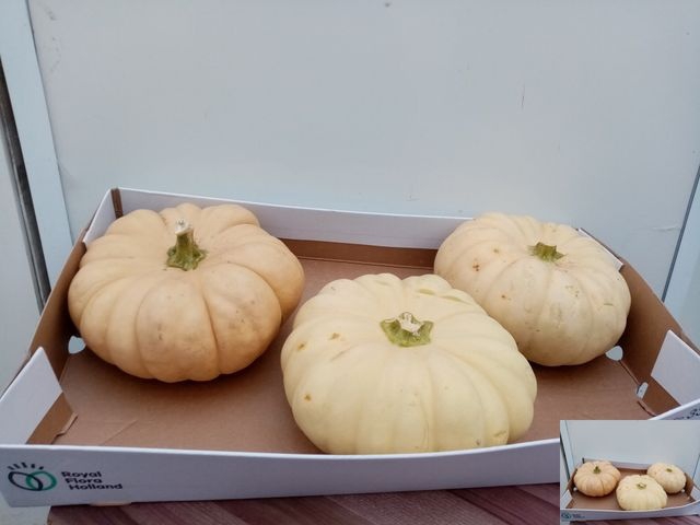 <h4>CUCURBITA WHITE X3</h4>