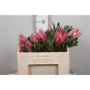 Protea Cy Clare