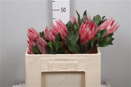 <h4>Protea Cy Clare</h4>