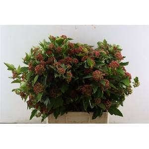 Physocarpus Op Diabolo