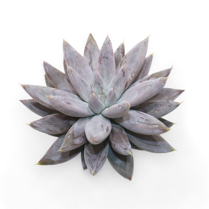 Echeveria Tolianensis Cutflower Wincx-8cm