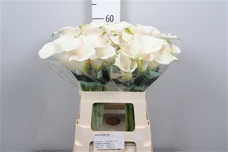 <h4>Zant Capt Ventura (creme/rose)</h4>