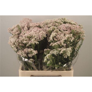 Ozoth Cook Tall White Per Bunch