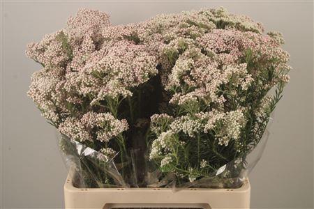 <h4>Ozoth Cook Tall White Per Bunch</h4>
