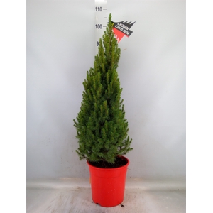 Picea glauca 'Perfecta'