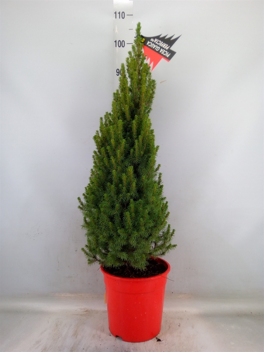 <h4>Picea glauca 'Perfecta'</h4>